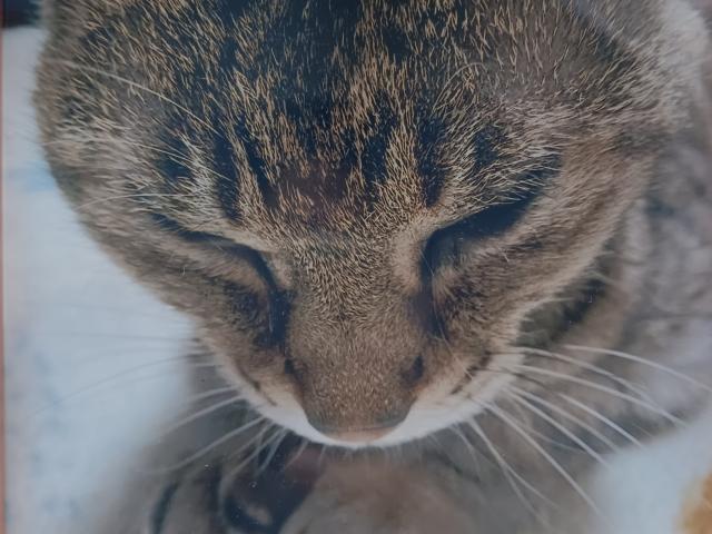 dispPetName($row['pet_name'])