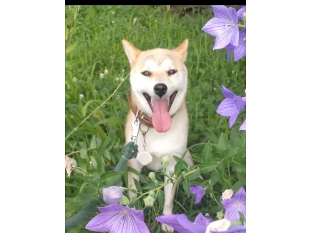 dispPetName($row['pet_name'])