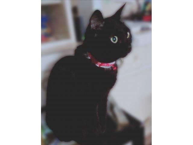 dispPetName($row['pet_name'])