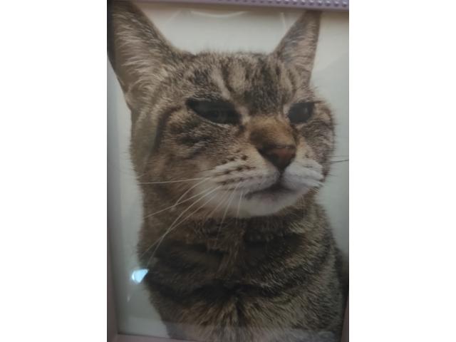 dispPetName($row['pet_name'])