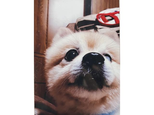 dispPetName($row['pet_name'])