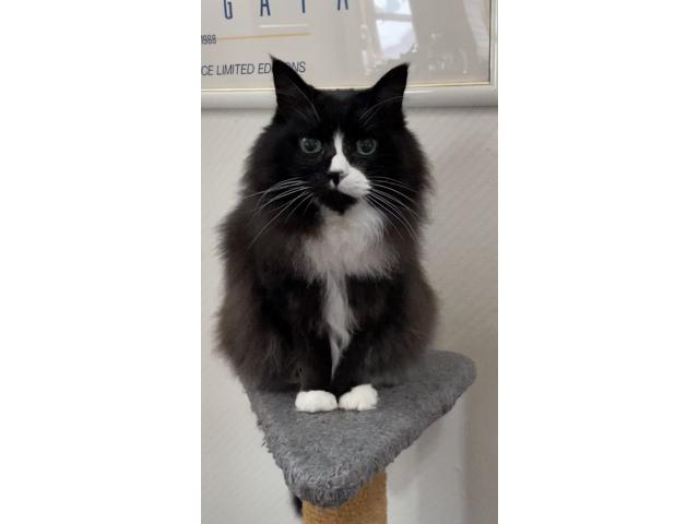 dispPetName($row['pet_name'])