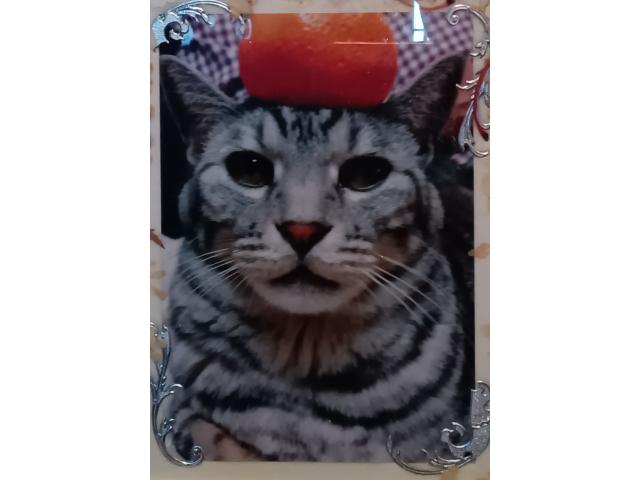dispPetName($row['pet_name'])