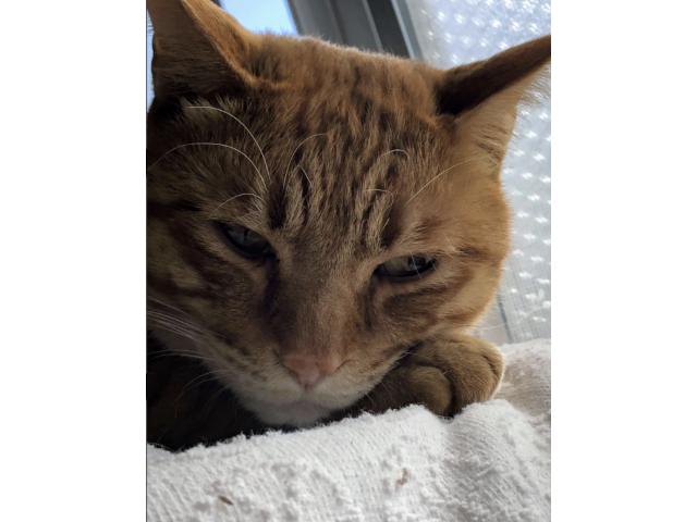 dispPetName($row['pet_name'])