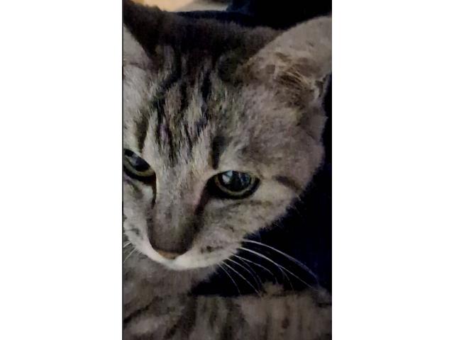 dispPetName($row['pet_name'])