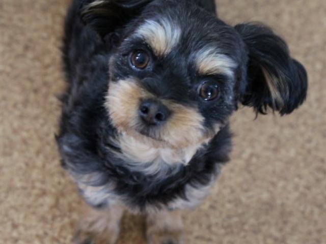 dispPetName($row['pet_name'])
