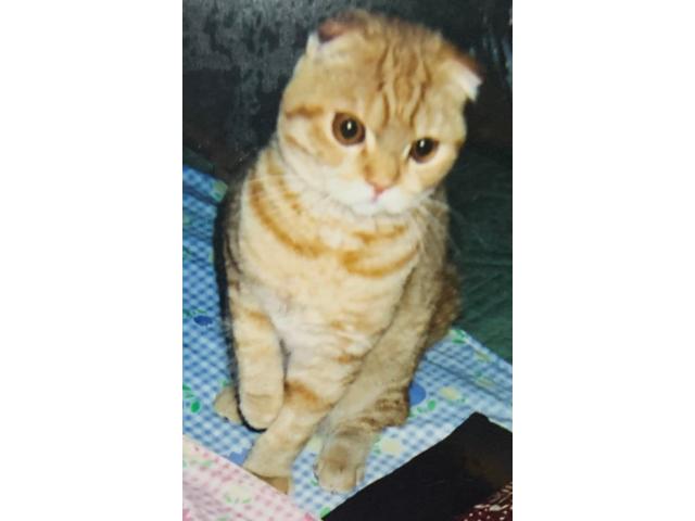 dispPetName($row['pet_name'])