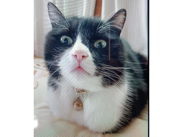 dispPetName($row['pet_name'])