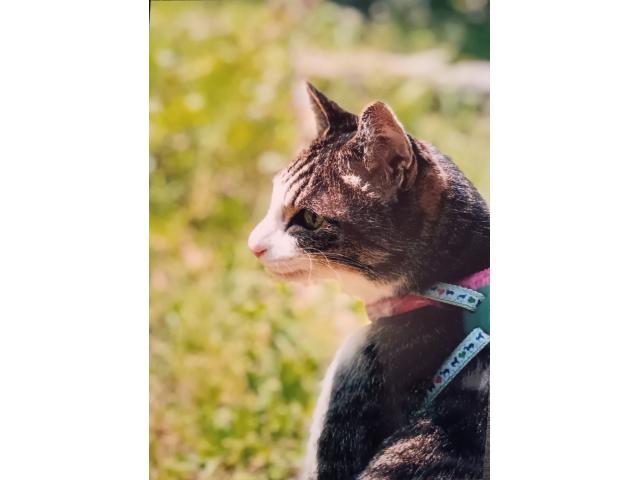 dispPetName($row['pet_name'])