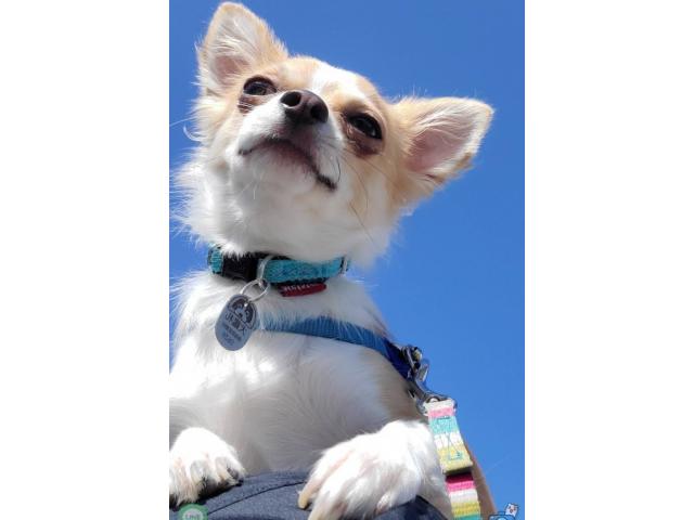 dispPetName($row['pet_name'])