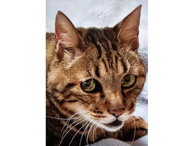 dispPetName($row['pet_name'])