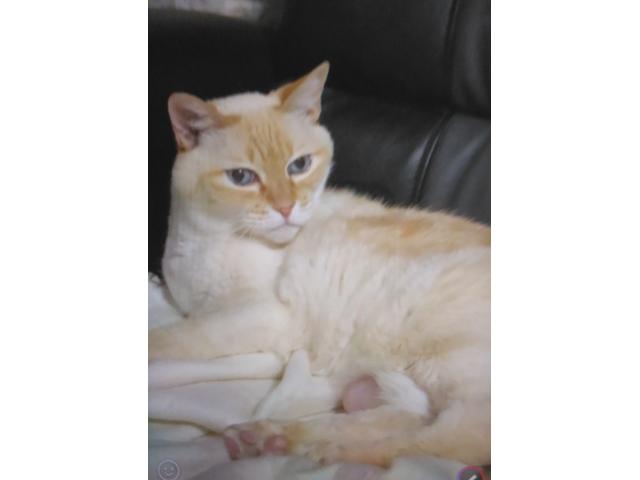 dispPetName($row['pet_name'])