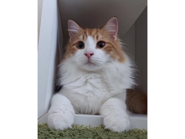 dispPetName($row['pet_name'])
