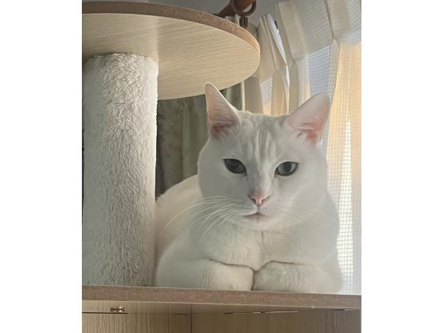 dispPetName($row['pet_name'])