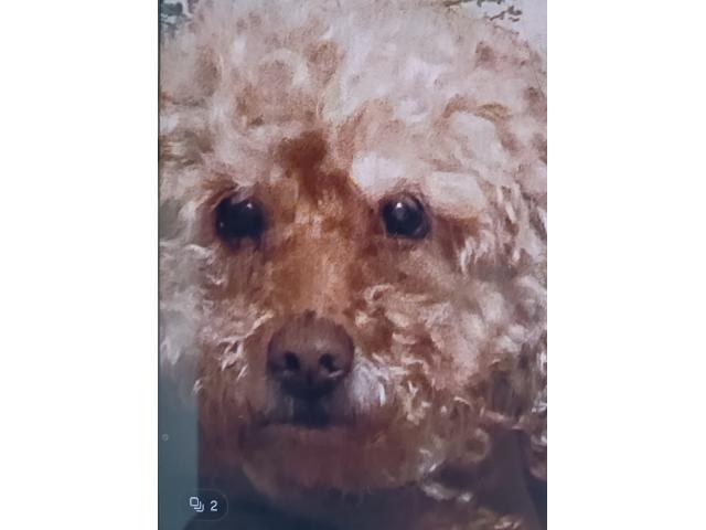 dispPetName($row['pet_name'])