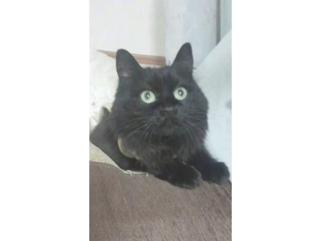 dispPetName($row['pet_name'])