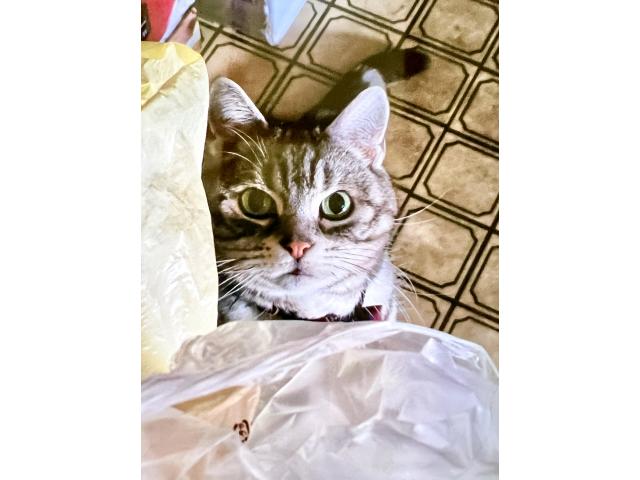 dispPetName($row['pet_name'])