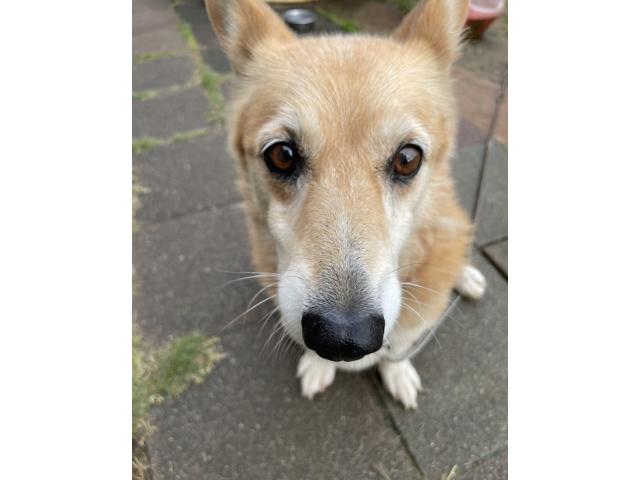 dispPetName($row['pet_name'])