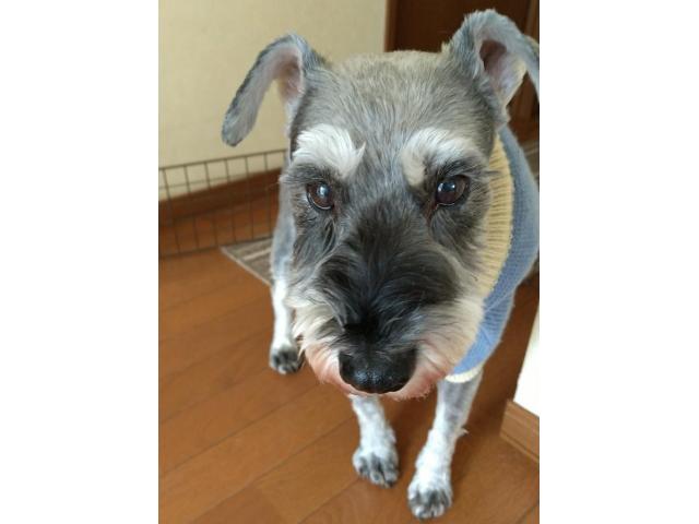 dispPetName($row['pet_name'])