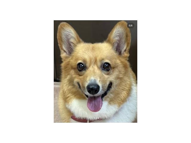 dispPetName($row['pet_name'])
