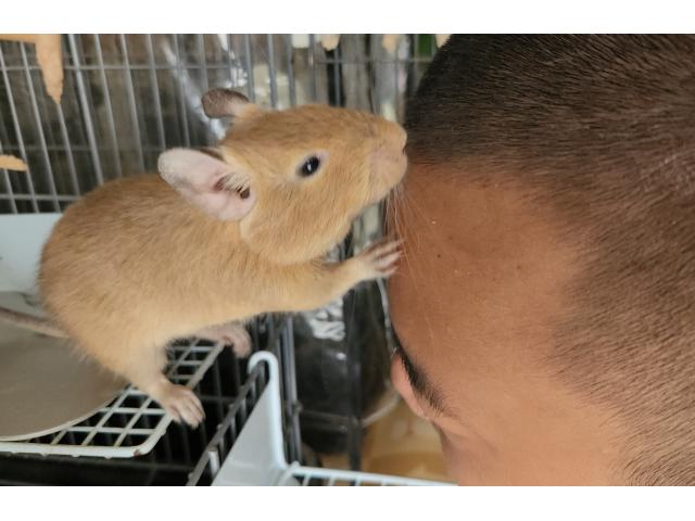イブちゃん