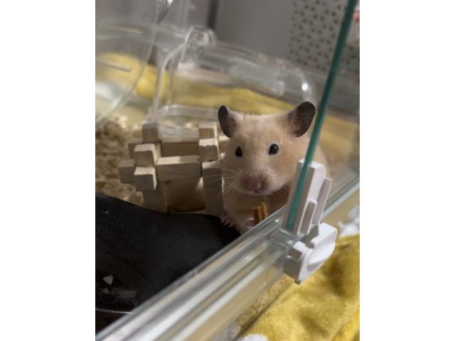 きなこちゃん