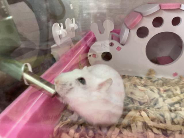 こまちちゃん