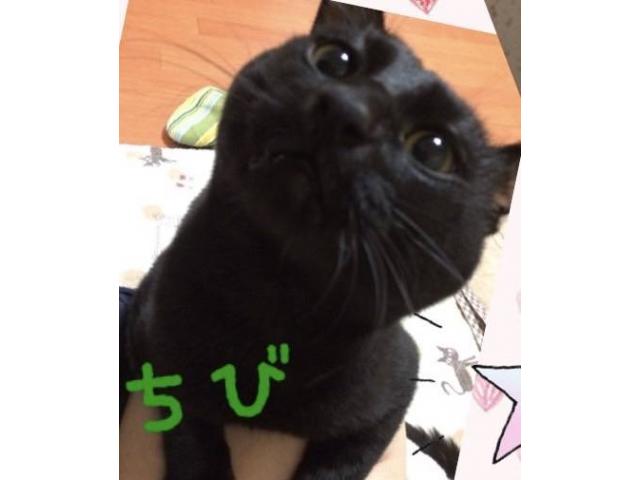 dispPetName($row['pet_name'])