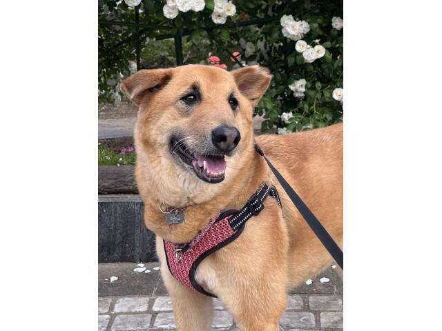 dispPetName($row['pet_name'])