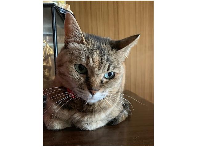 dispPetName($row['pet_name'])