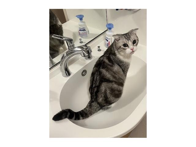 dispPetName($row['pet_name'])