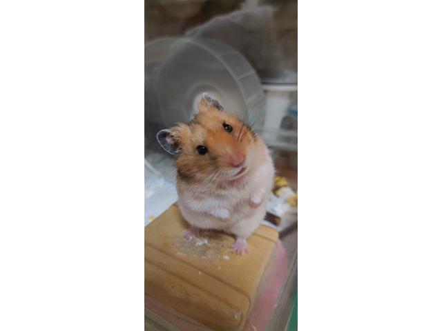 モチマルちゃん