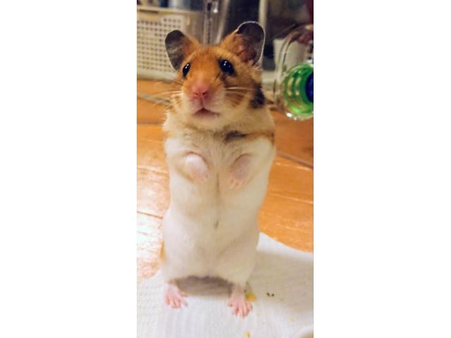 チャチャマルちゃん