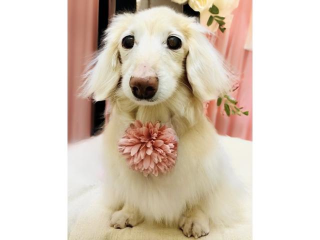 dispPetName($row['pet_name'])