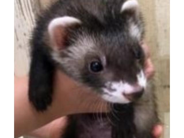 ひじきちゃん