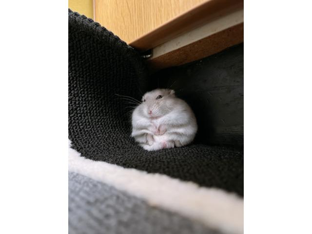 ジルちゃん
