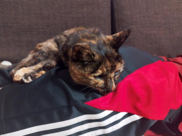 キキちゃん