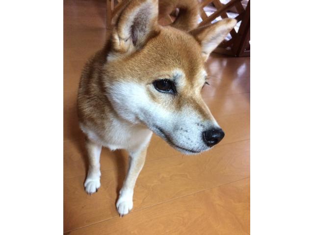 dispPetName($row['pet_name'])