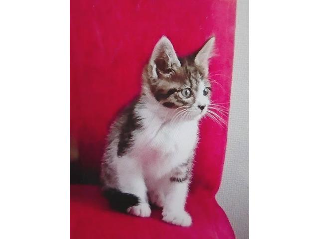 dispPetName($row['pet_name'])