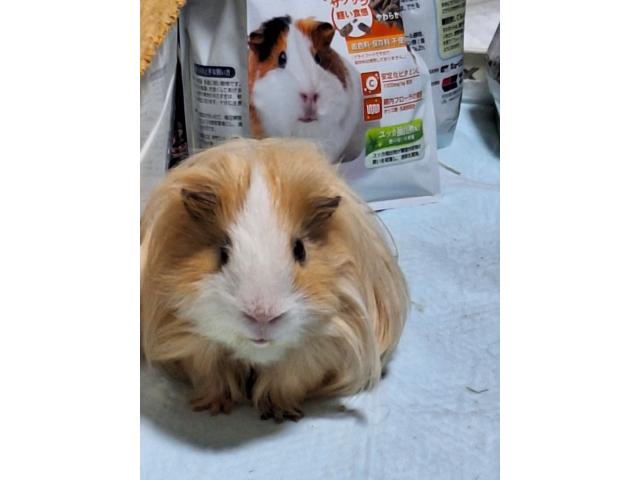 ラテちゃん