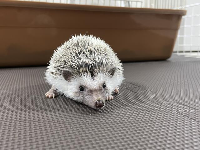 ゆきちゃん