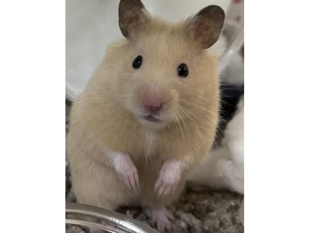 たべりちゃん