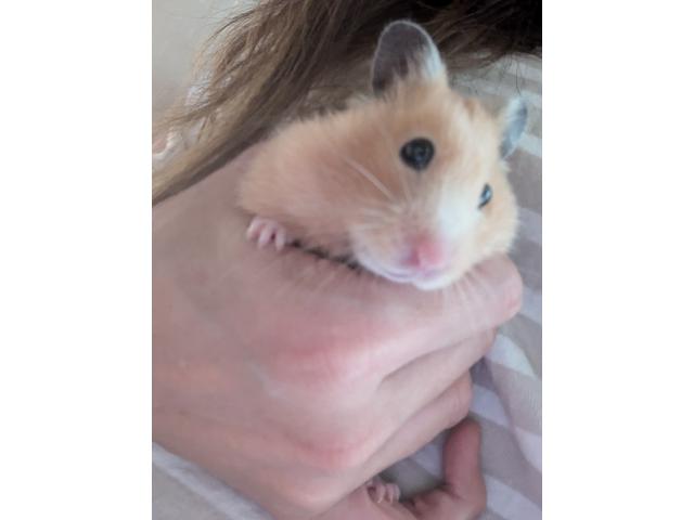 バニラちゃん