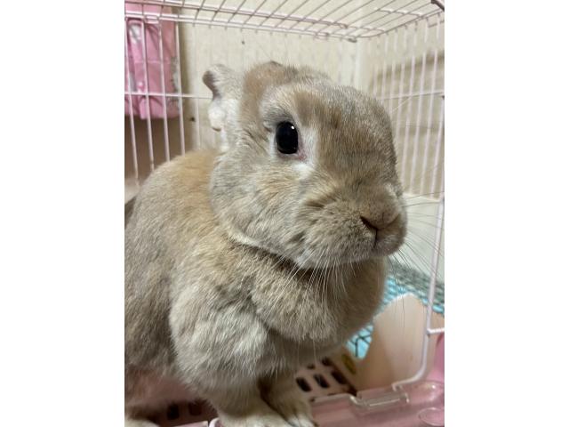 ララちゃん