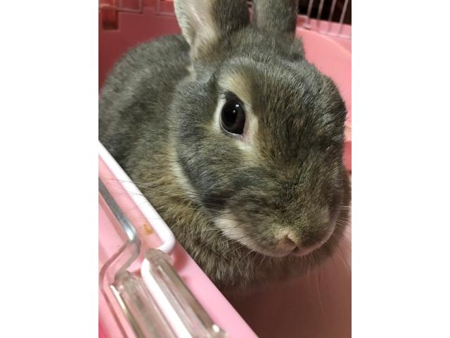ウメちゃん