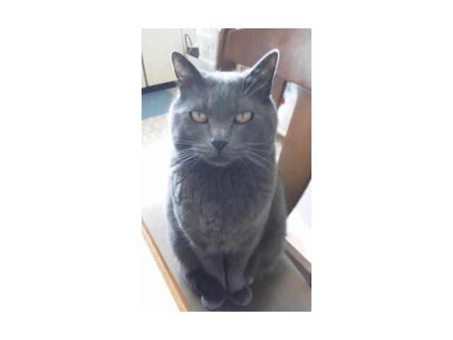 dispPetName($row['pet_name'])