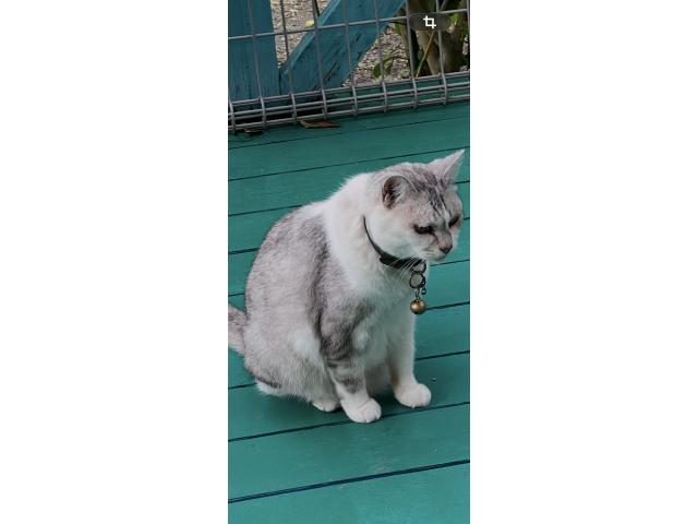コポちゃん