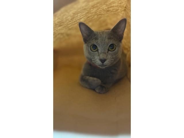 あおちゃん