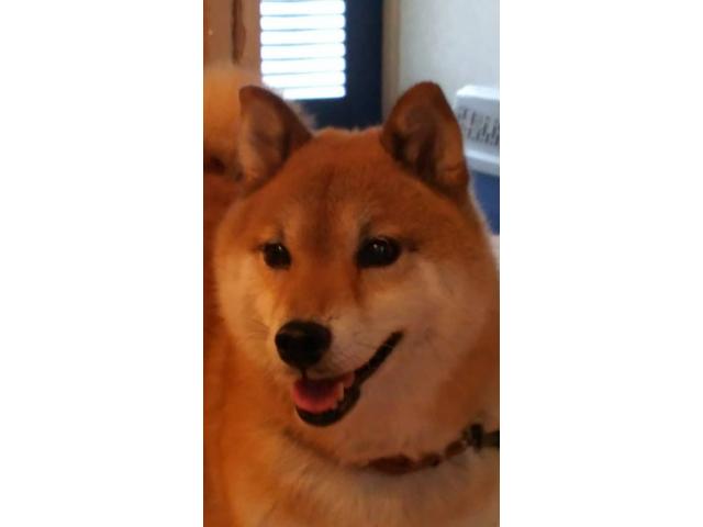 ななちゃん