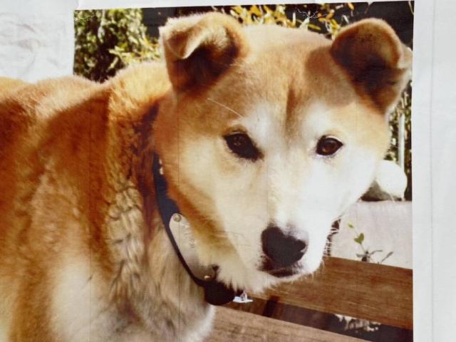 dispPetName($row['pet_name'])
